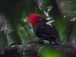 Image of Helmeted Woodpecker