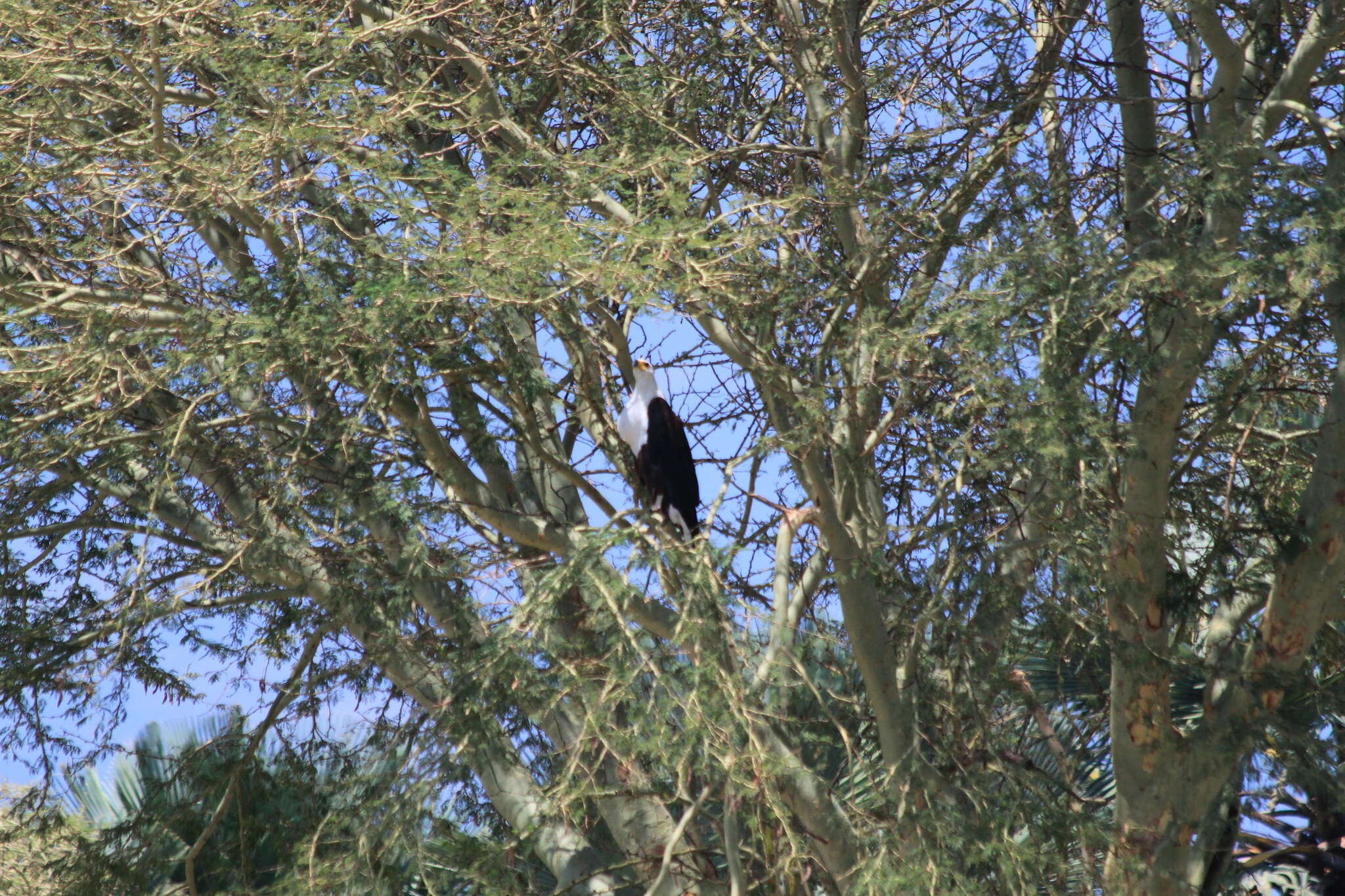 Image of African Fish Eagle