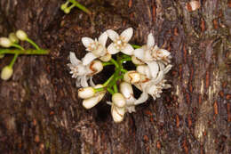 Image of Dysoxylum parasiticum (Osbeck) Kosterm.