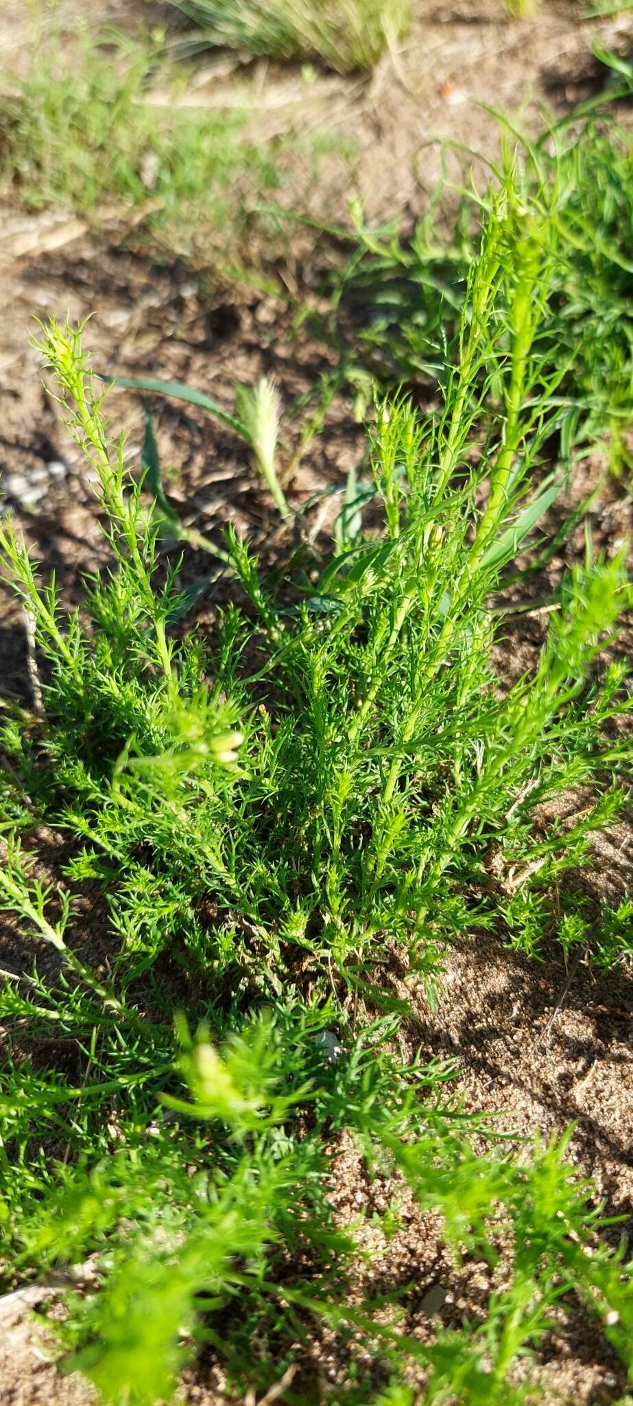 Image of Baccharis ulicina Hook. & Arn.