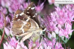 Image de Pyrgus maculatus Bremer & Grey 1853