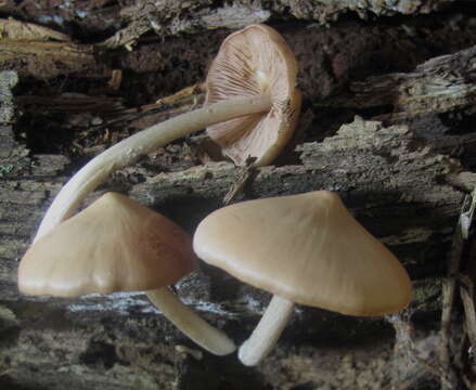 Image of Psathyrella conissans (Peck) A. H. Sm. 1972