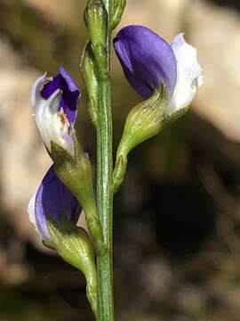 Imagem de 'Psoralea aphylla complex'