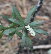 صورة <i>Leucopogon fasciculatus</i>