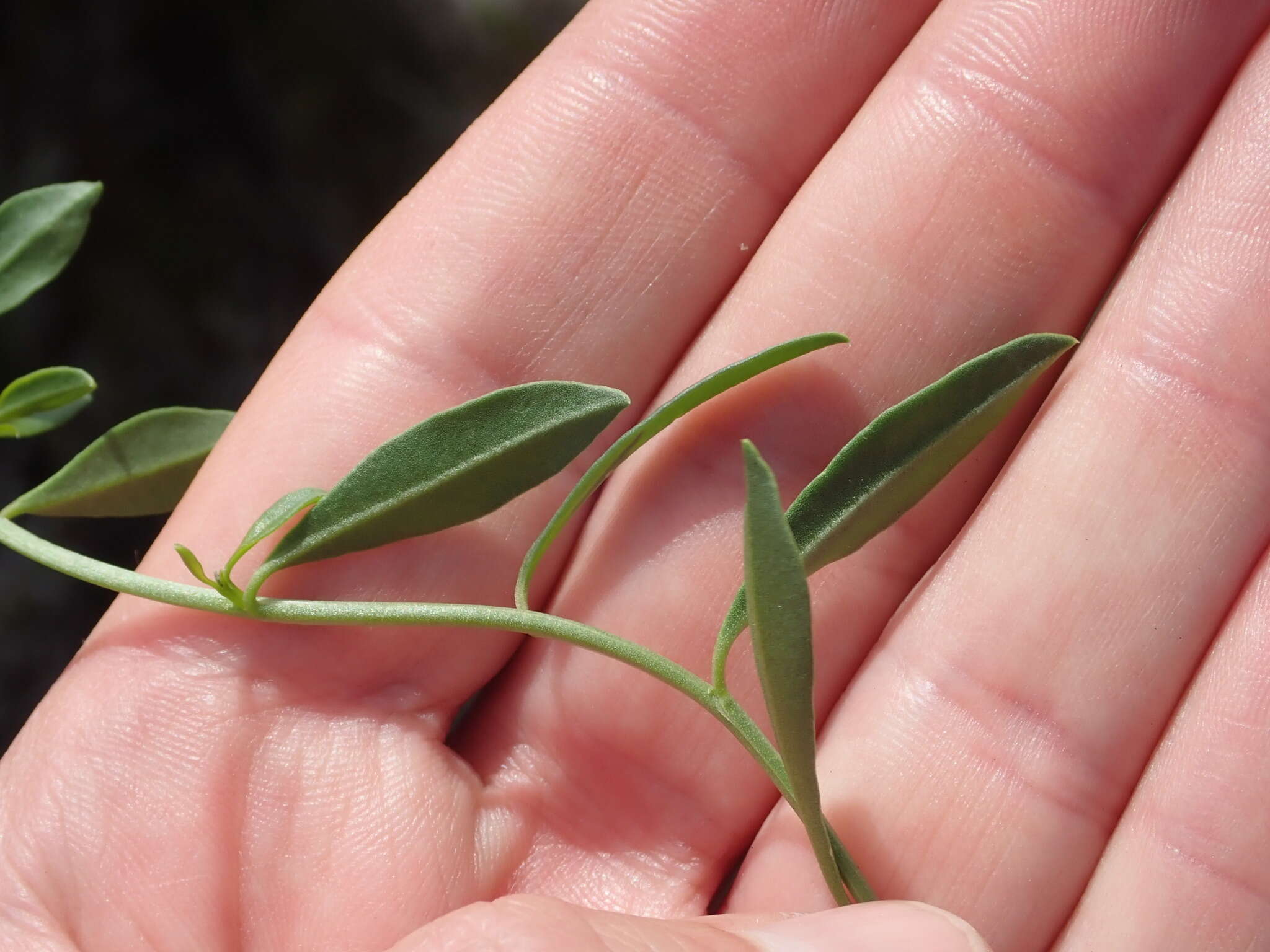 Image of Limeum telephioides E. Mey. ex Fenzl