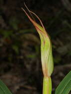 Image of Pterostylis cardiostigma D. Cooper