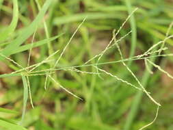 صورة Leptochloa chinensis (L.) Nees