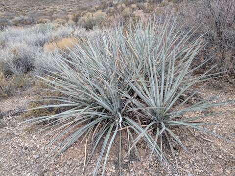 Yucca baccata var. baccata的图像