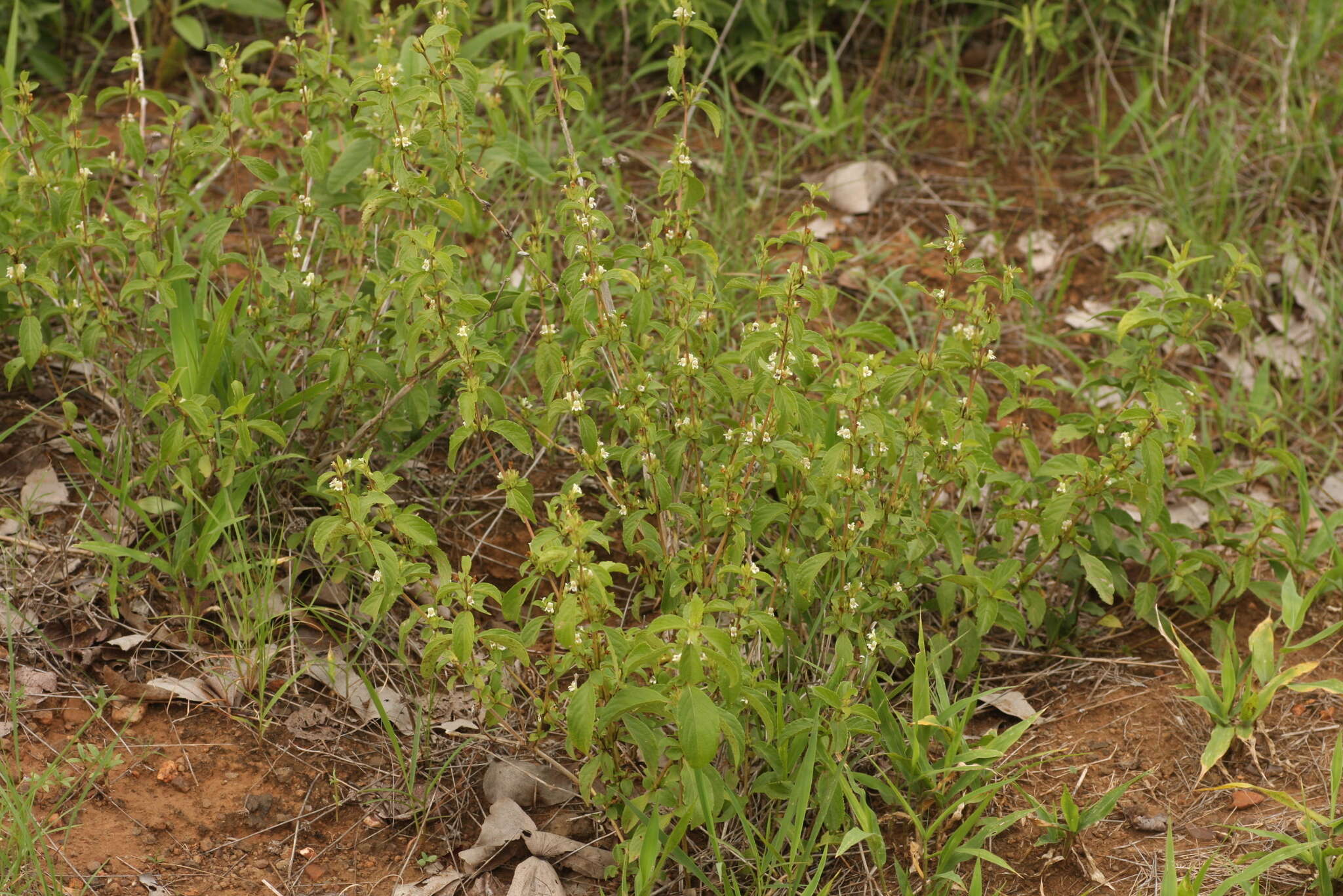 Imagem de Duosperma crenatum (Lindau) P. G. Meyer