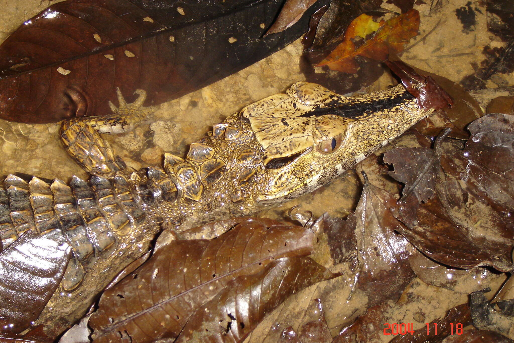 Image of Schneider's Smooth-fronted Caiman