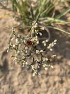 Imagem de Eriogonum leptophyllum (Torr. & Gray) Woot. & Standl.