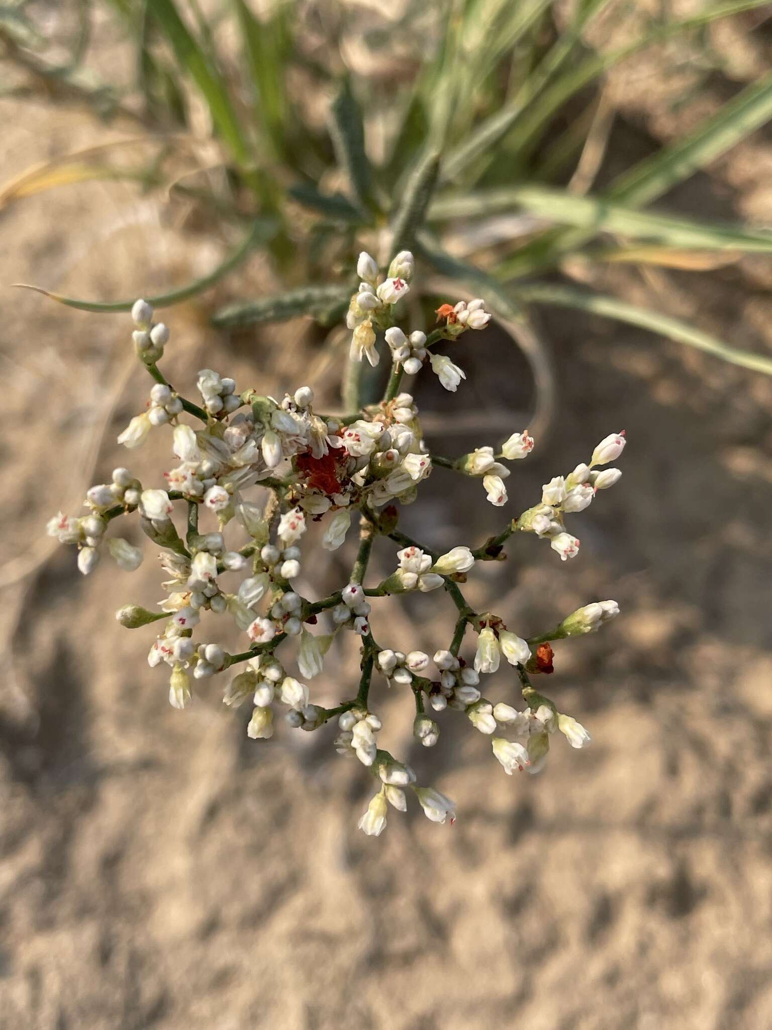 Imagem de Eriogonum leptophyllum (Torr. & Gray) Woot. & Standl.