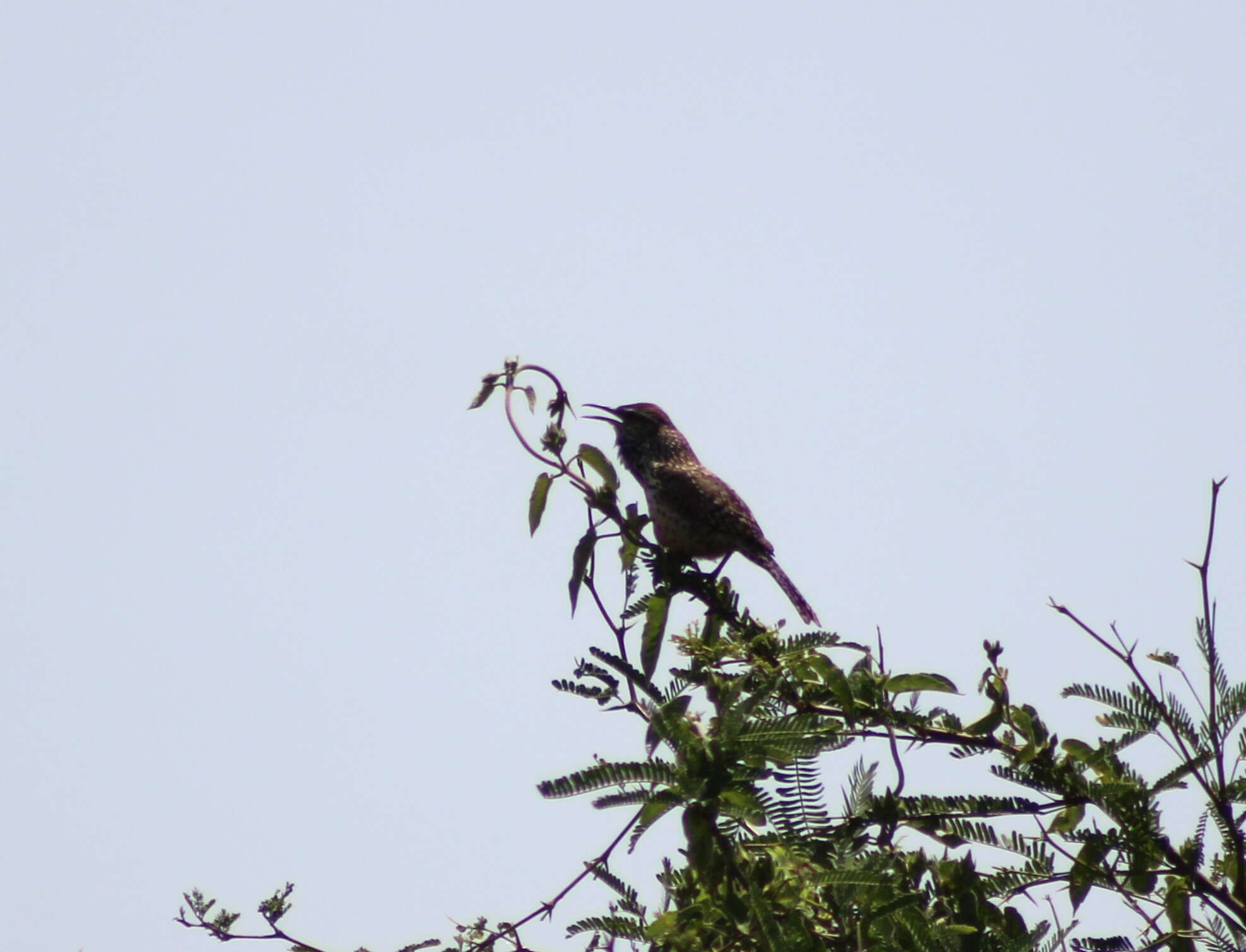 Image of Cactus Wren