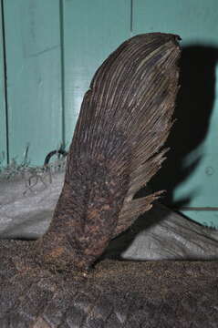 Image of Coelacanths