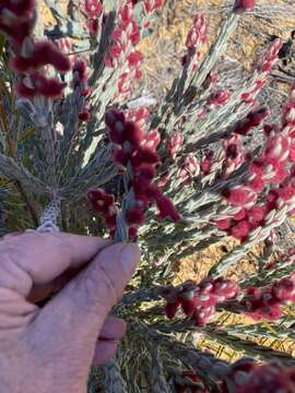 Image of Hemiphora elderi (F. Muell.) F. Muell.