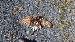 Image of Eastern Grass Owl