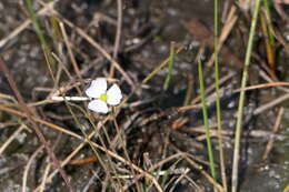 Image de Sagittaria teres S. Watson