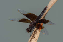 Imagem de Brachythemis fuscopalliata (Selys 1887)