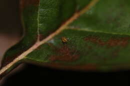 Image of Dicyrtomina saundersi (Lubbock & J 1862)