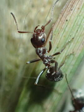 Image of Formica francoeuri Bolton 1995