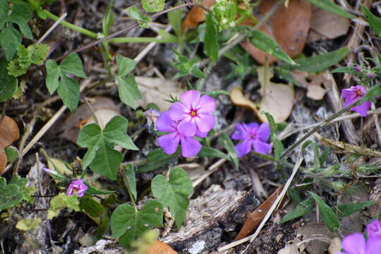 Imagem de Phlox glabriflora (Brand) Whitehouse