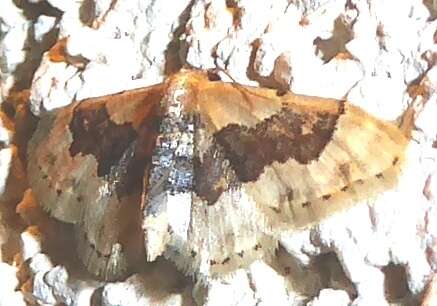 Image of Idaea occidentaria Packard 1874