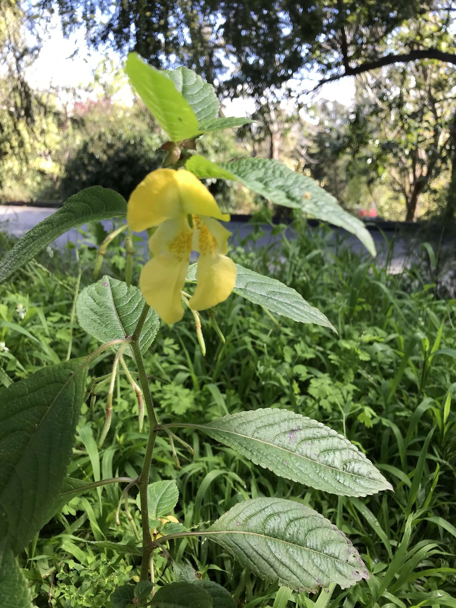 Image de Impatiens cristata Wall.