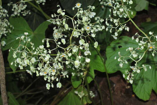 Image of Begonia hydrophylloides L. B. Sm. & B. G. Schub.