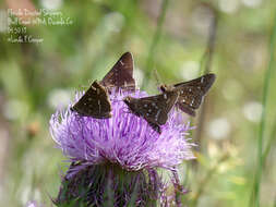 Atrytonopsis loammi Whitney 1876 resmi