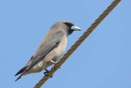 Image of Ashy Wood Swallow