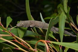 Image of Vieillard's Chameleon Gecko