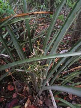 Bromelia palmeri Mez的圖片