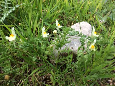 Image of Linaria reflexa (L.) Desf.