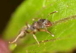 Image of Tetramorium erectum Emery 1895