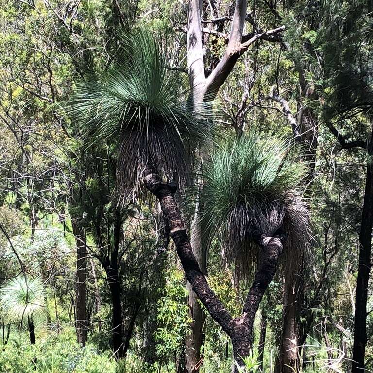 Image of Xanthorrhoea glauca D. J. Bedford