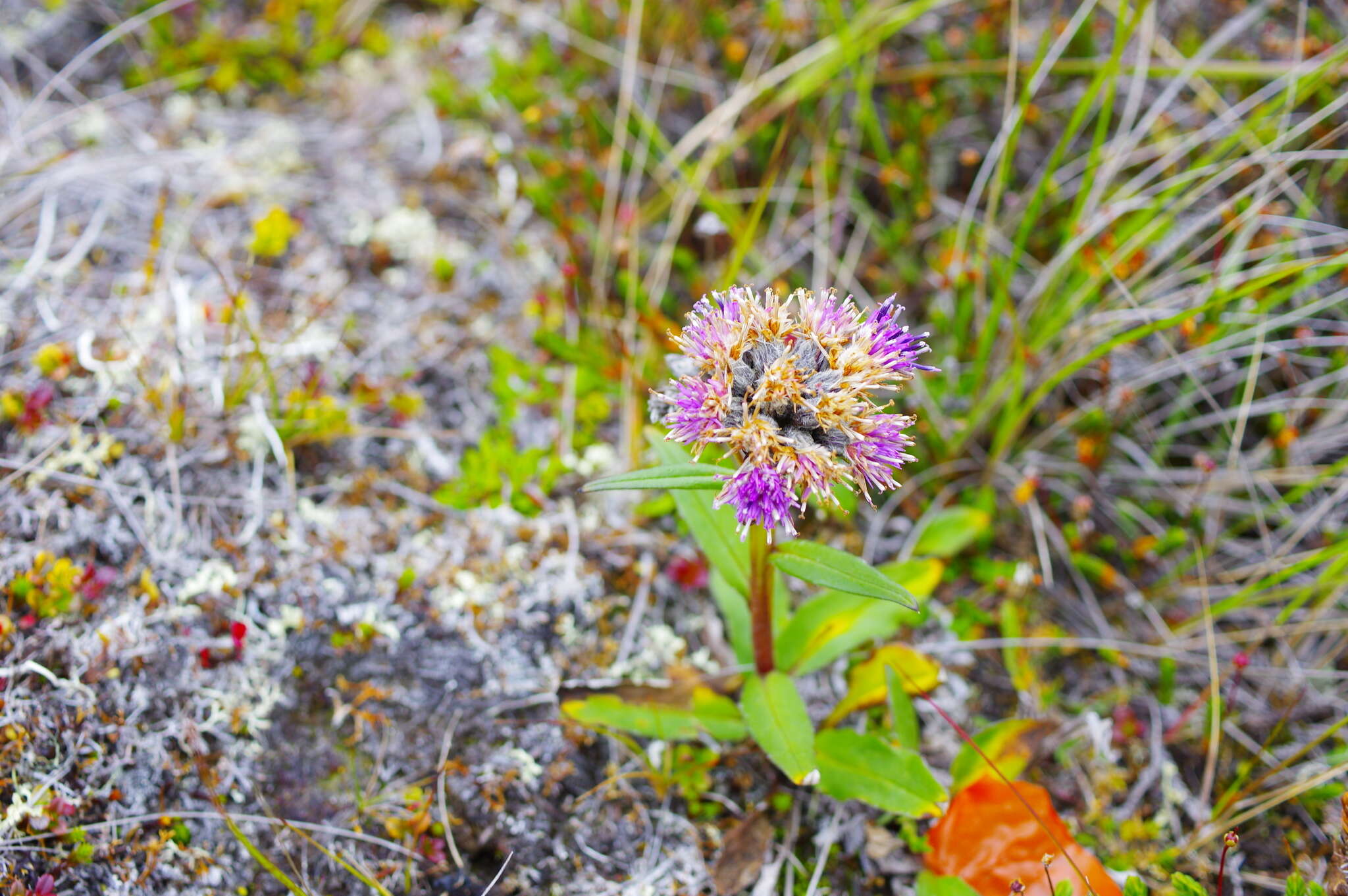 Image of Saussurea tilesii (Ledeb.) Ledeb.