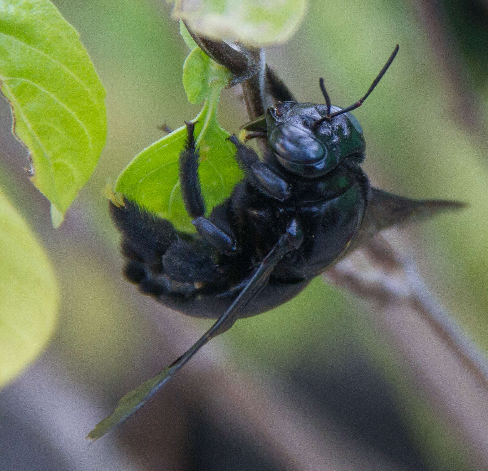 Plancia ëd Xylocopa perforator Smith 1861