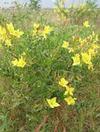 Imagem de Oenothera rhombipetala Nutt. ex Torr. & Gray