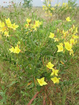 Image of Diamond Petal Primrose