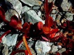 Imagem de Epilobium tasmanicum Hausskn.