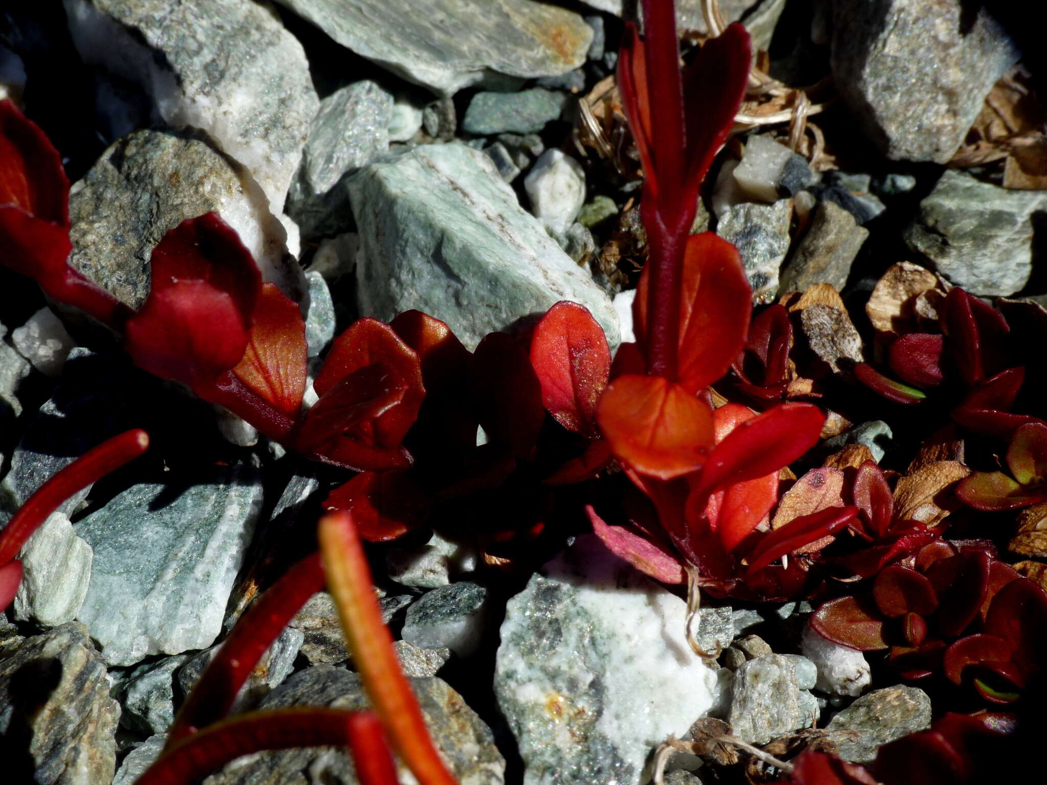 Imagem de Epilobium tasmanicum Hausskn.