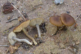 Image of Entoloma cistophilum Trimbach 1981