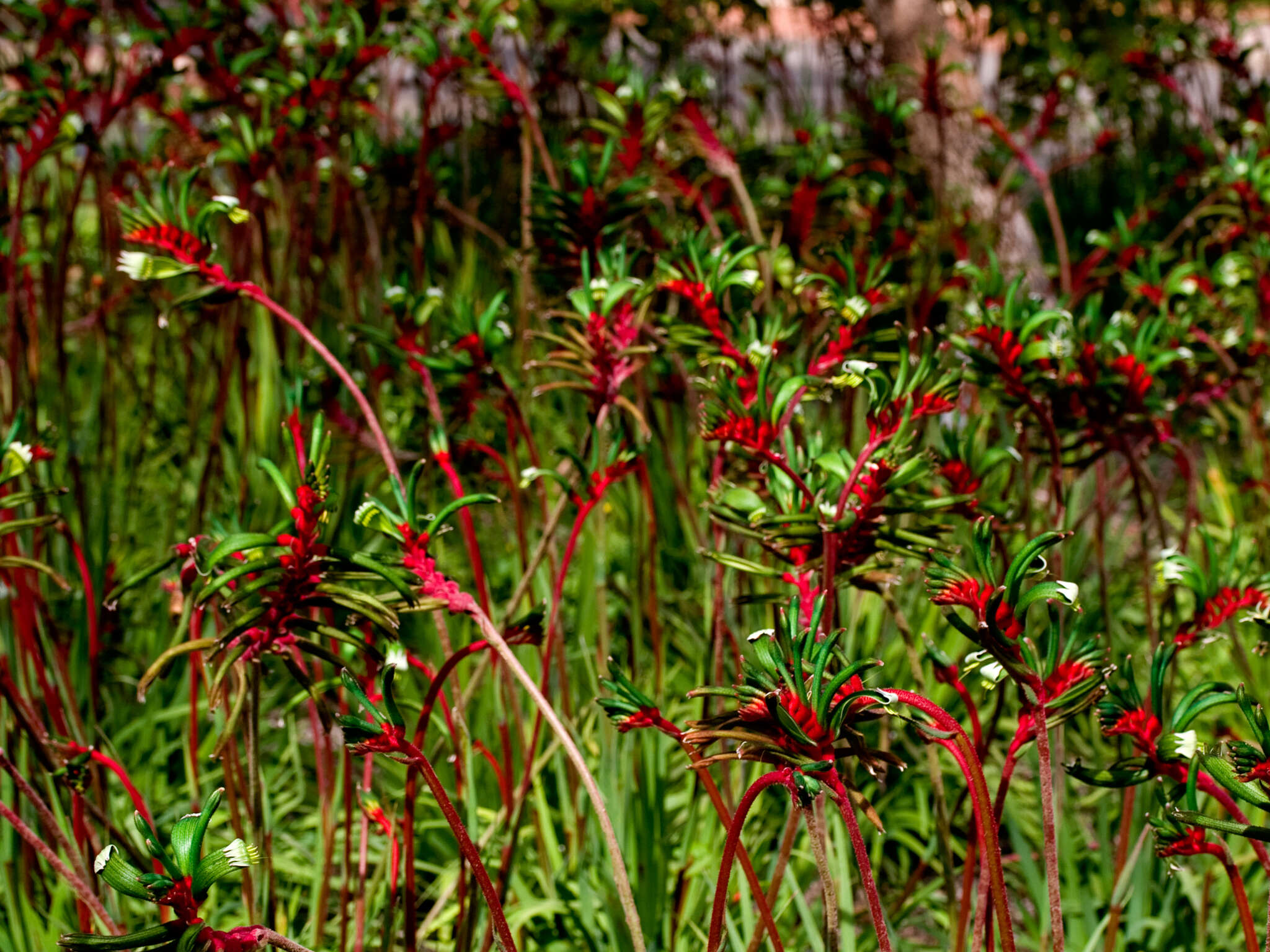 Plancia ëd Anigozanthos manglesii D. Don