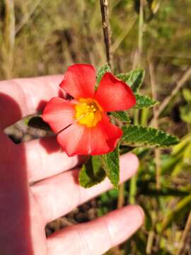 Imagem de Turnera longiflora Cambess.