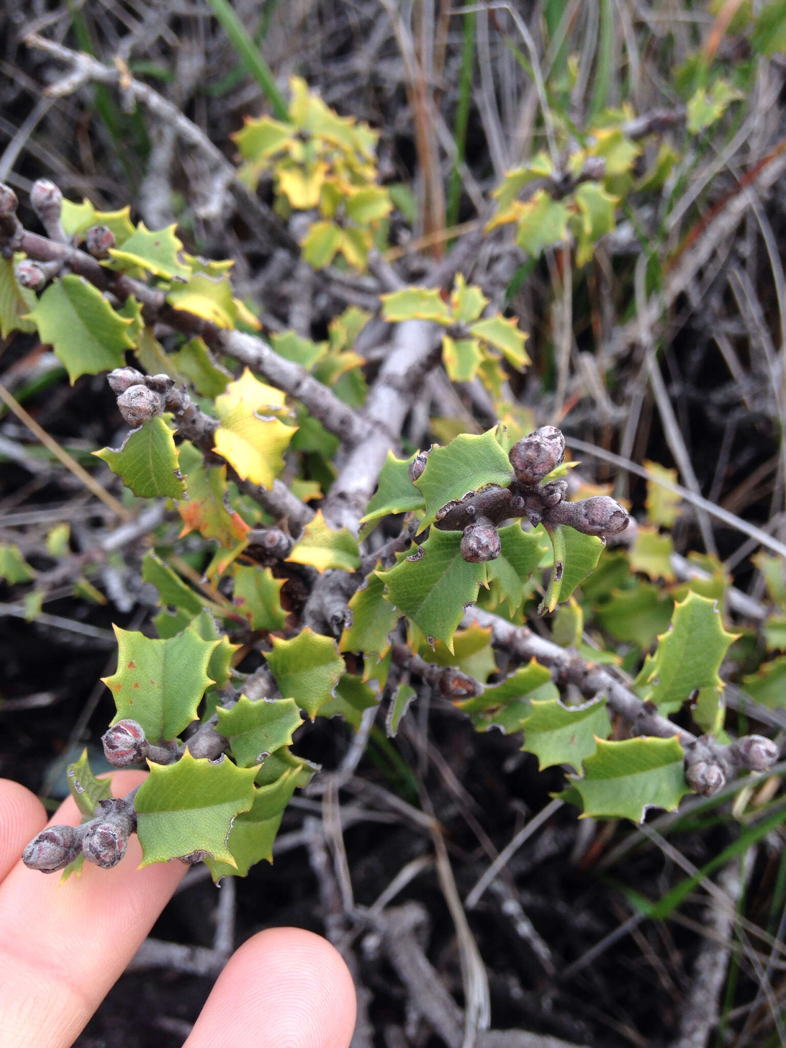 Image of Jepson ceanothus