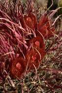 Image of Ferocactus gracilis subsp. coloratus (H. E. Gates) N. P. Taylor