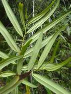 Image de Annona salicifolia Ekman & R. E. Fr.