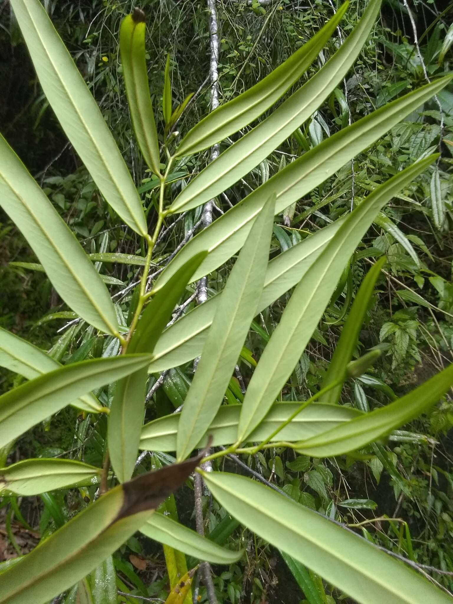 Image de Annona salicifolia Ekman & R. E. Fr.