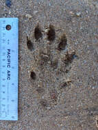 Image of Otter sp.