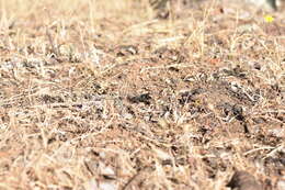 Stangeella cyaniventris (Guérin-Méneville 1831) resmi